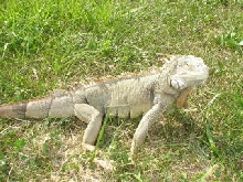 Norbert