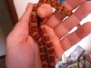 okatee vs 'normal' corns