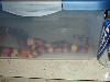 pueblans breeding