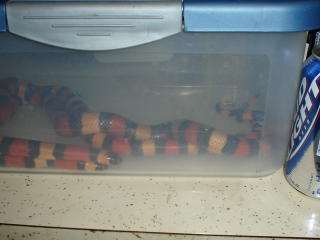 pueblans breeding