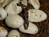 666 hatchlings