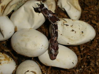 666 hatchlings
