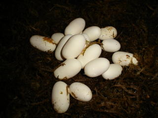 19 good looking eggs