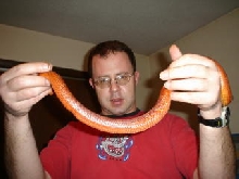gravid bloodred corn