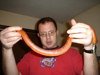 gravid bloodred corn