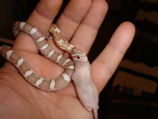 problem feeder