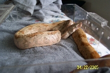 Hog Island 4-22-05 2