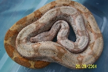Hog Island Boa 1