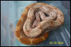 Hog Island Boa 2