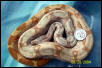 Hog Island Boa 3