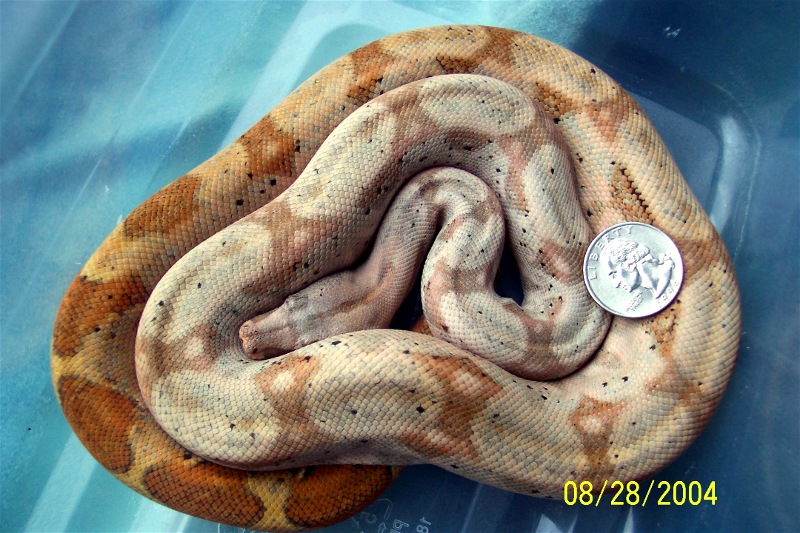 Hog Island Boa 3