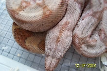 Hog Head