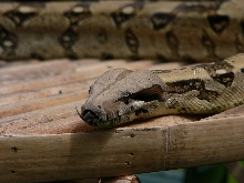 Boa constrictor