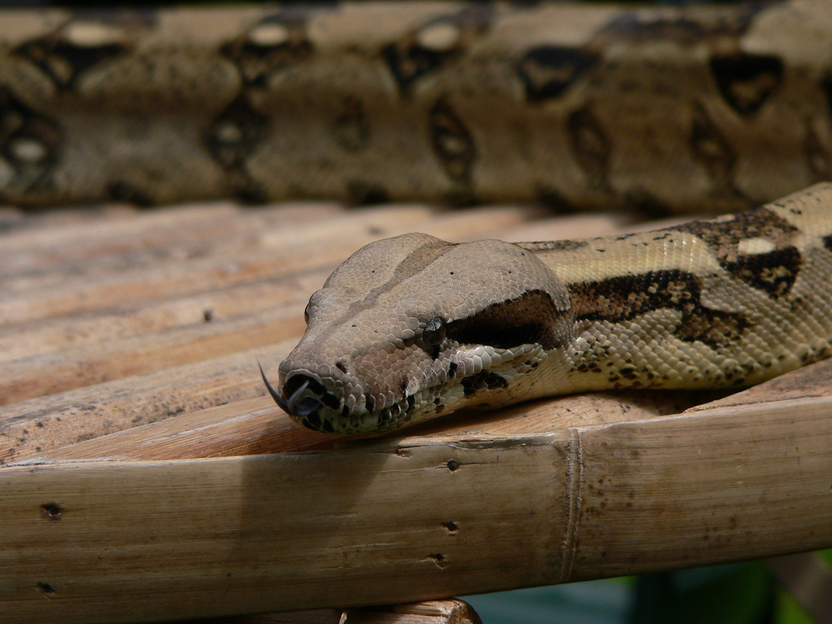 Boa constrictor