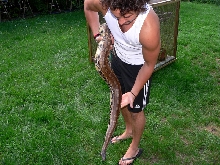 Python curtus
