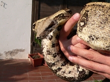 Boa constrictor