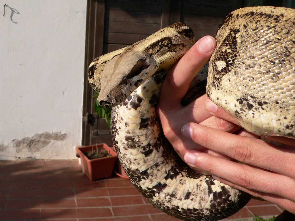 Boa constrictor