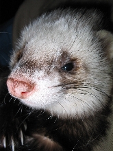 My ferret