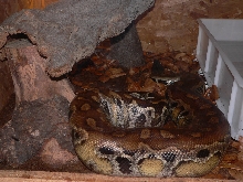 Python curtus brongersmai