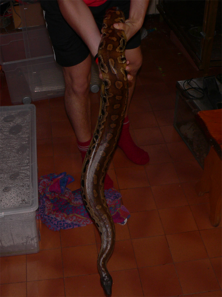 Curtus, 3 yrs old. Love her!!