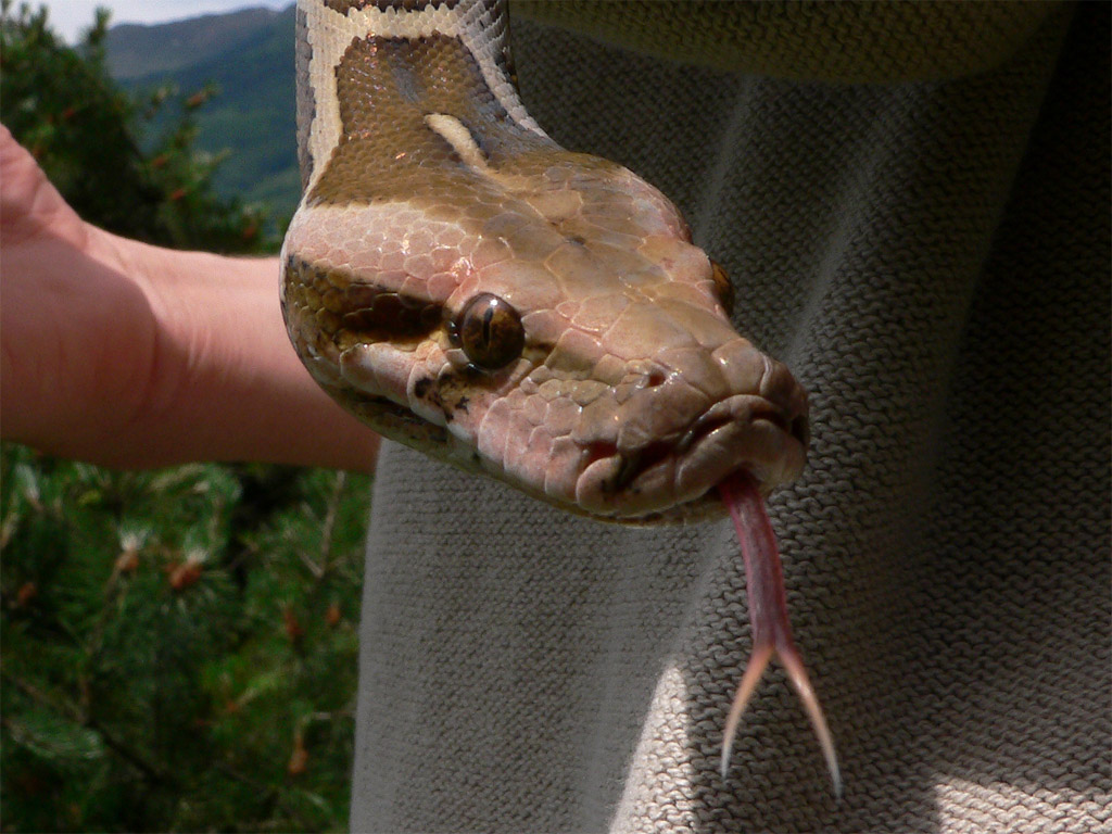 Python molurus pimbura