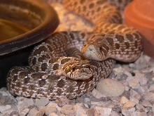 Heterodon nasicus