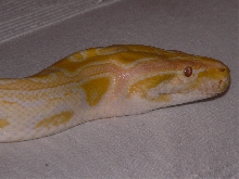 Molurus, 20 months old