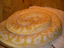 17 months Burmese albino