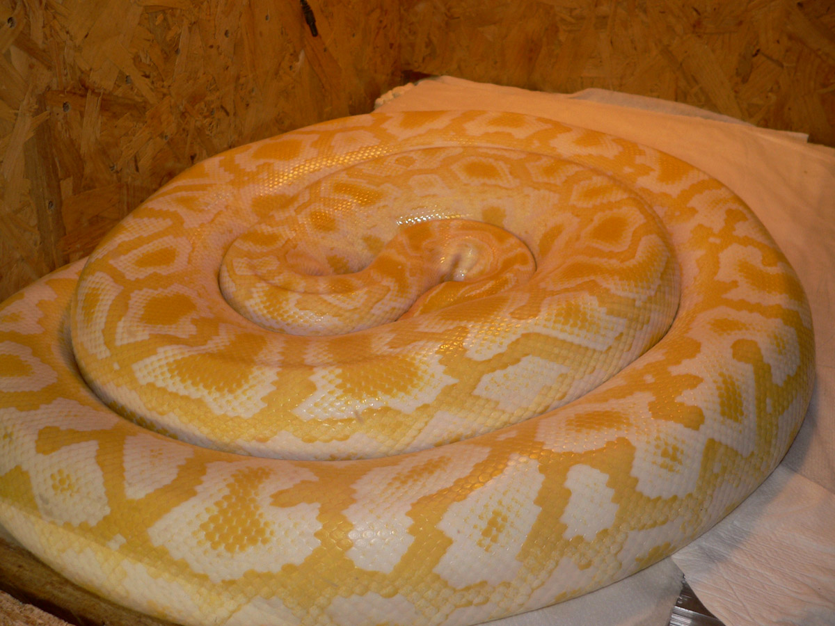 17 months Burmese albino