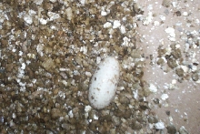 my first clutch of eggs