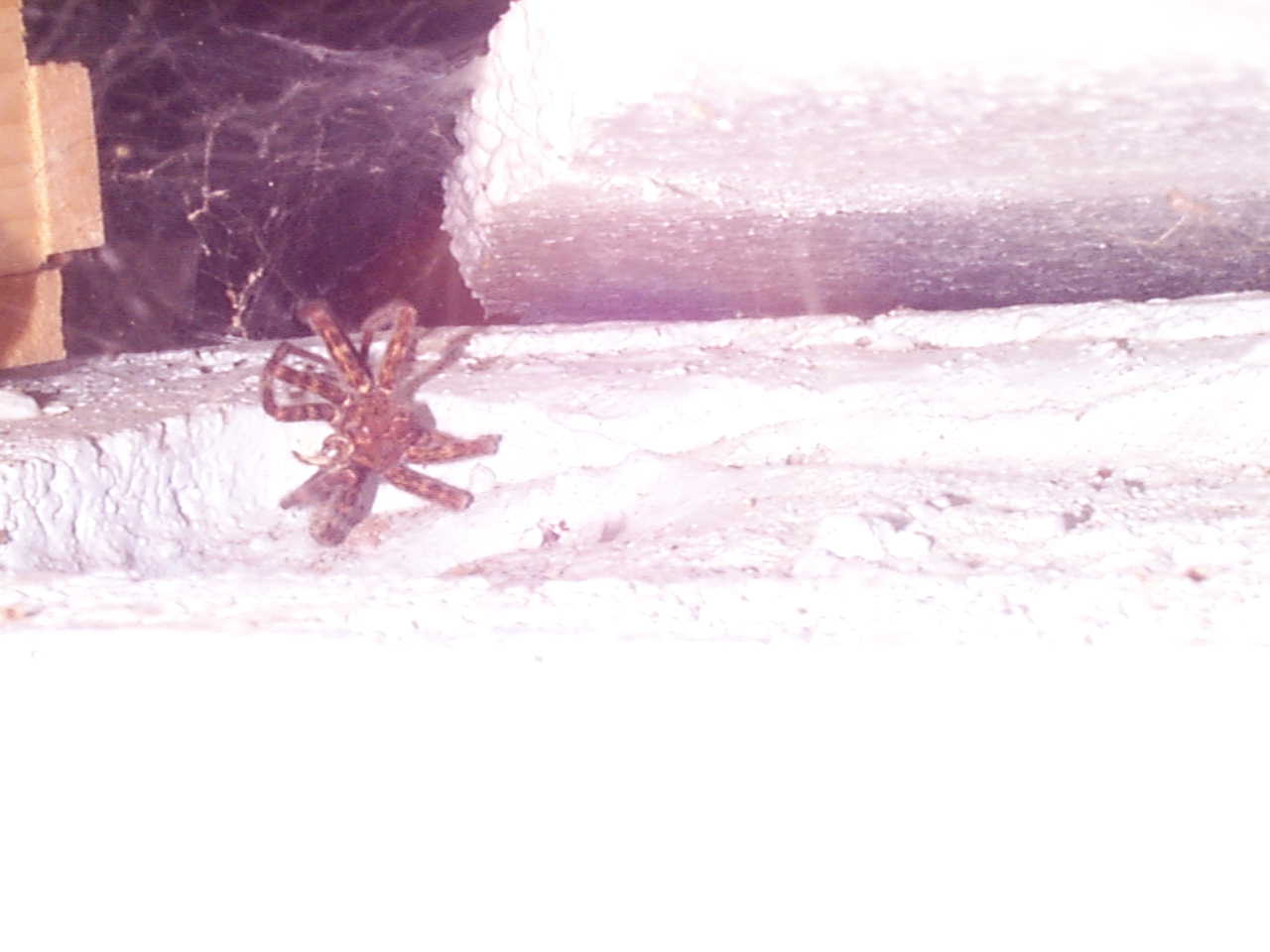 Eww - what is it and should I be afraid