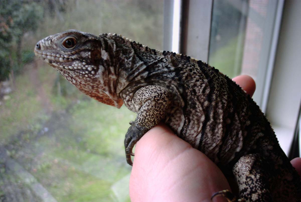 Very tame and relaxed