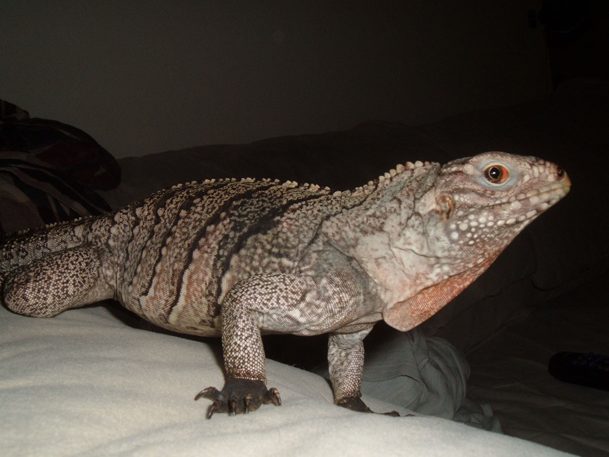 Dino: Almost 2 years old   (Pure Cuban Rock)
