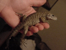 Needs name!  Male or Female ?