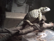 Male or female?