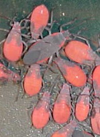 What are they?