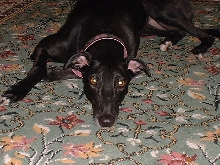 Indy's Face