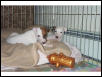 Greyhound Puppies!