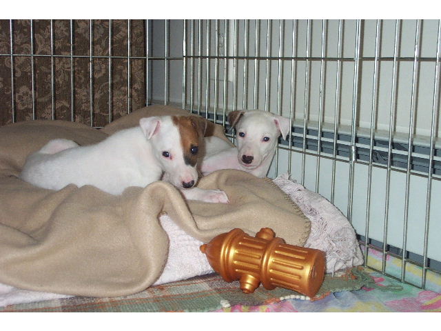 Greyhound Puppies!