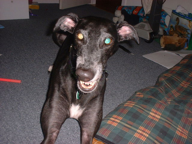 Indy, smiling!