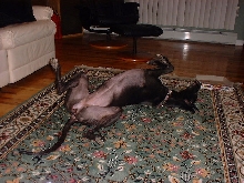 Indy "Roaching"