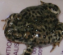 What am I?