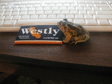 VOTE FOR WESTLY!!!