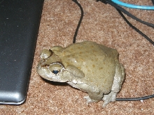Bufo!