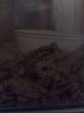 couch's spadefoot