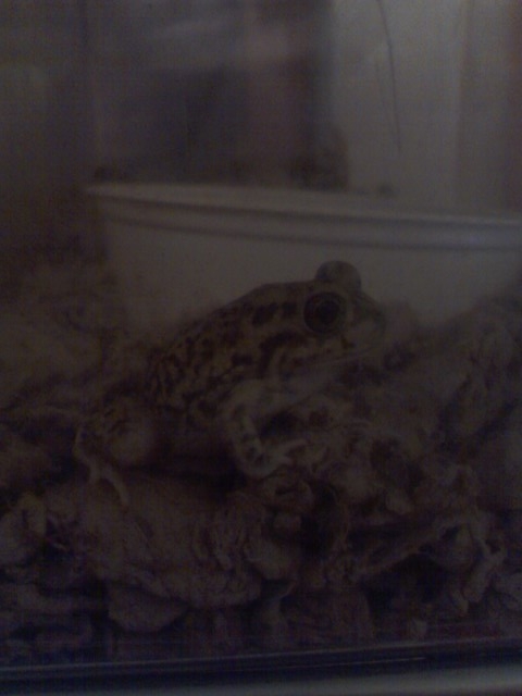 couch's spadefoot