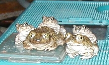 Family Portrait