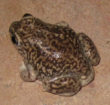 Spadefoot hybrid