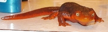 Newt Gingrich
