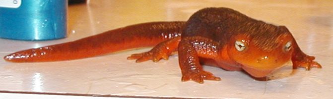 Newt Gingrich